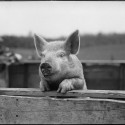 How To Put Lipstick On A Pig (In Business and in Life)